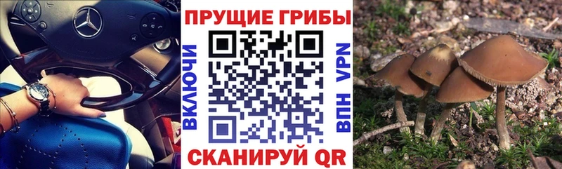 как найти Шарья Псилоцибиновые грибы мицелий